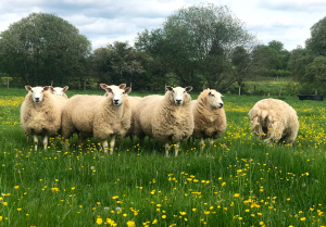 Sheep at pasture
