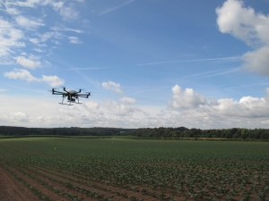 Drone over cabbage field