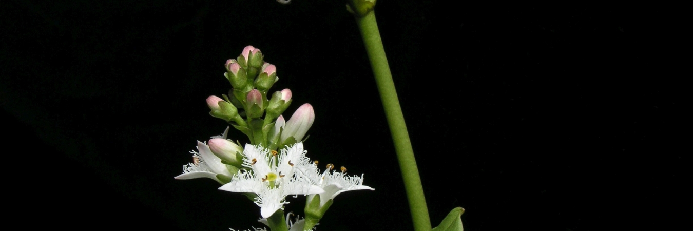 White flowering plant