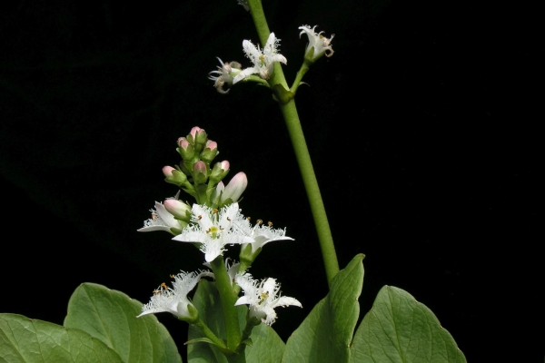 White flowering plant