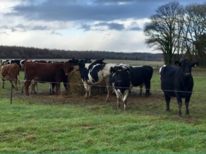 Strip grazing winter silage at Hemsworth Farm in Dorset. Photo credit: Sophie Alexander Strip grazing winter silage at Hemsworth Farm in Dorset. Photo credit: Sophie Alexander