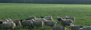 Sheep on arable land. Image credit: Katie Bliss, All Rights Reserved