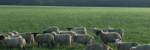 Sheep on arable land. Image credit: Katie Bliss, All Rights Reserved Sheep on arable land. Image credit: Katie Bliss, All Rights Reserved