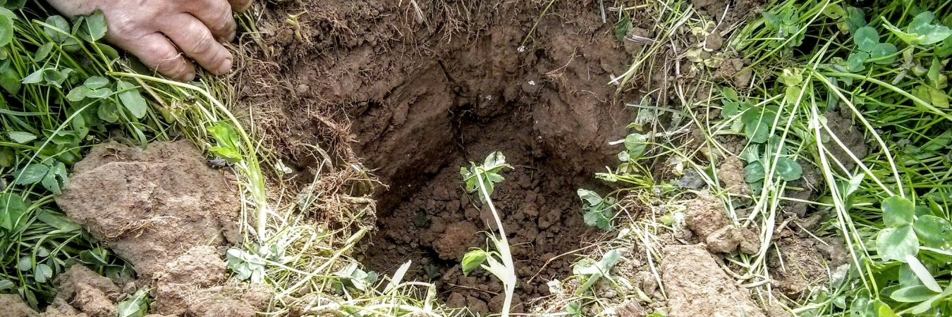 Soil inspection