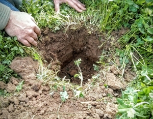 Soil inspection