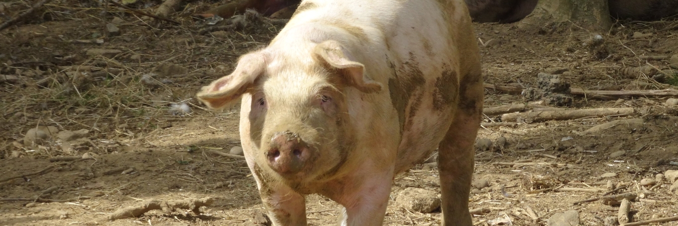 Healthy pigs