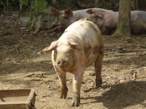 Healthy pigs
