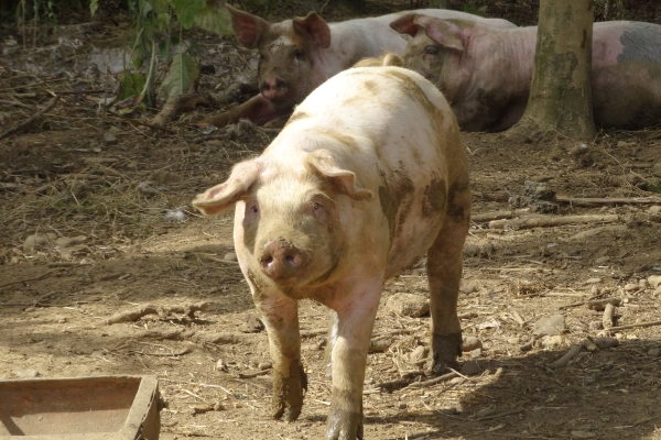 Healthy pigs