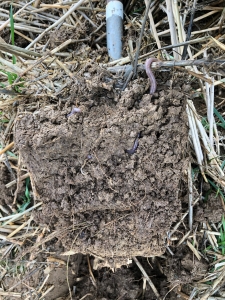 Soil with earthworms