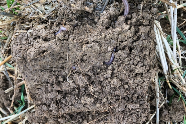 Soil with earthworms