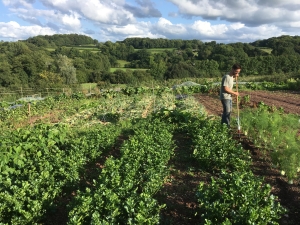 Alex hoeing away on the Steepholding Market Garden at Greennham Reach - one of the three smallholdings at the Ecological Land Cooperative’s first cluster farm in Mid Devon. Credit: Ecological Land Cooperative