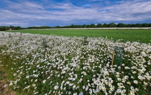 The agroforestry field in bloom in May, 2022 (courtesy of Sophie Mott, RSPB)