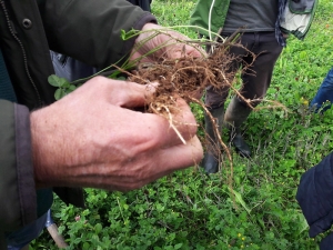 Clover roots