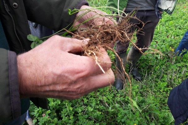 Clover roots