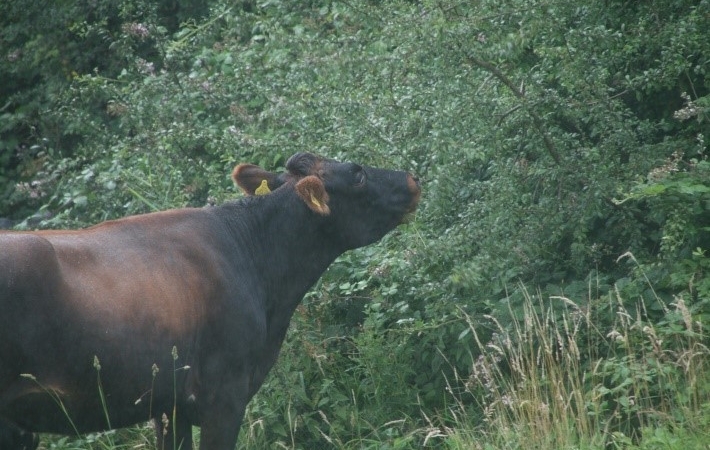 Cattle browsing hedgerow