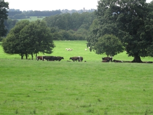 Trees and livestock