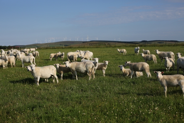 BarnsideFarmSheep_July2019