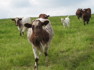 Cows at pasture