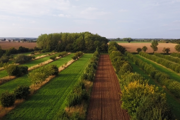 Wakelyns Agroforestry. Photo credit: Maja Lindstrom