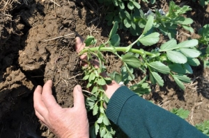Beans-and-soil