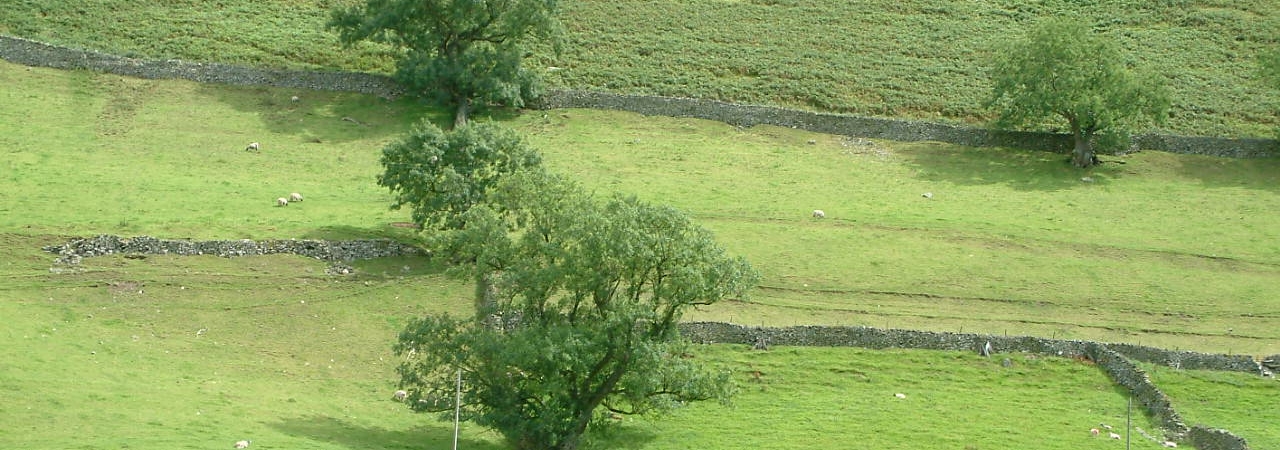 Upland farm with sheep