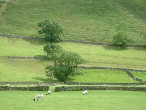 Upland farm with sheep