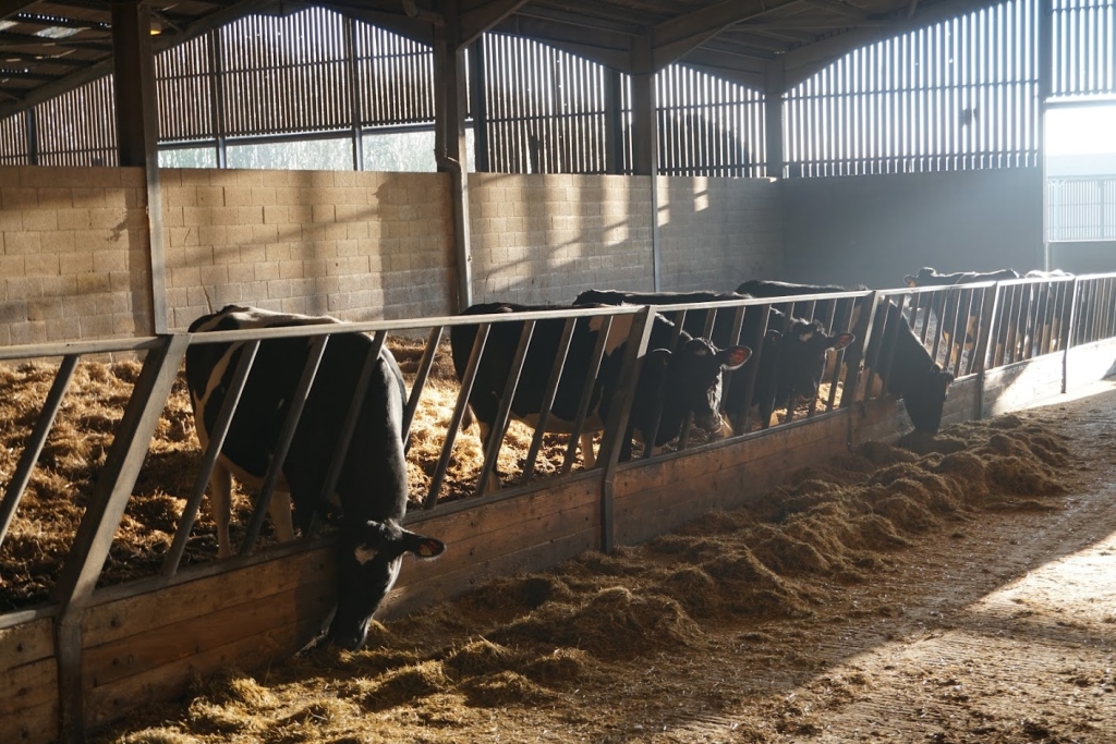 Dairy cows feeding