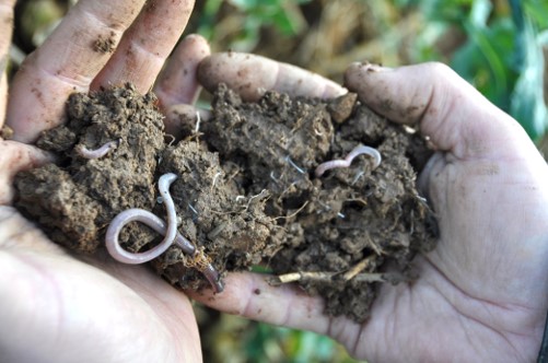 Hands holding soil with earthworms