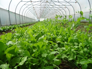 Mixed crops in a polytunnel