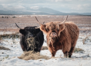 Cattle in snow - photo credit Sandra Angers Blondin