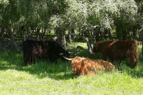 Cattle-taking-shelter-photo-credit-Lynbreck-Croft