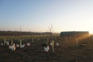 Hens in evening sun