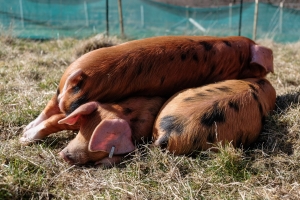 Pigs - Photo credit Sandra Angers Blondin