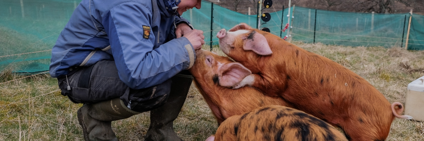 Sandra and pigs - photo credit Sandra Angers Blondin