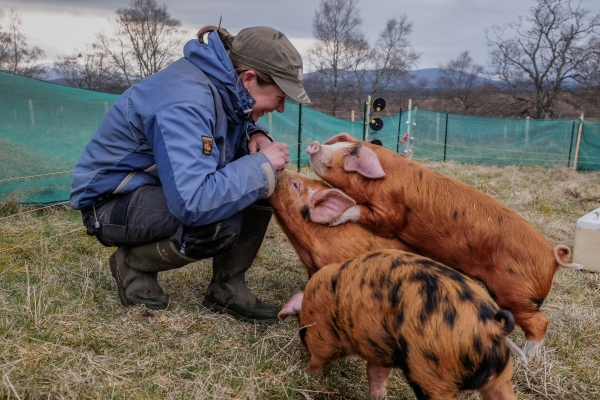 Sandra and pigs - photo credit Sandra Angers Blondin Sandra and pigs - photo credit Sandra Angers Blondin
