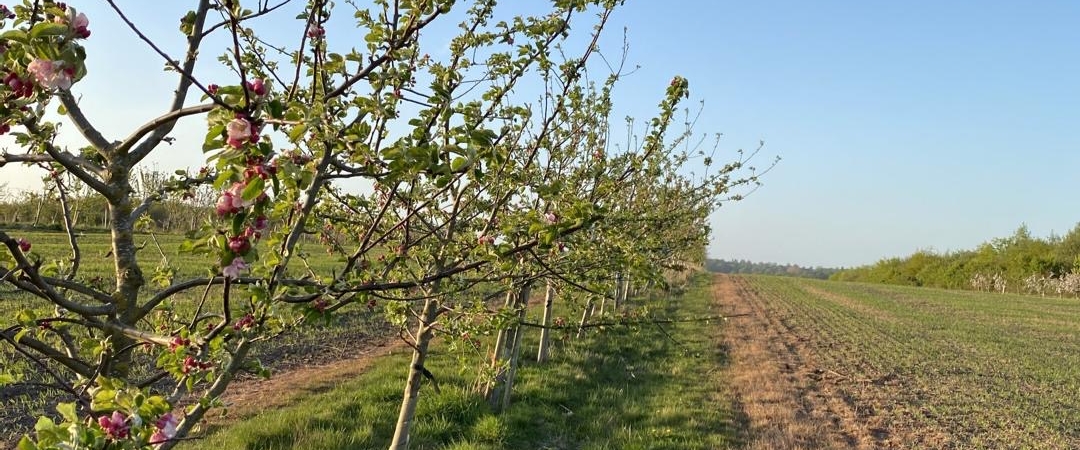 Silvo-arable agroforestry. Photo: David Rose, Farmeco. All Rights Reserved.