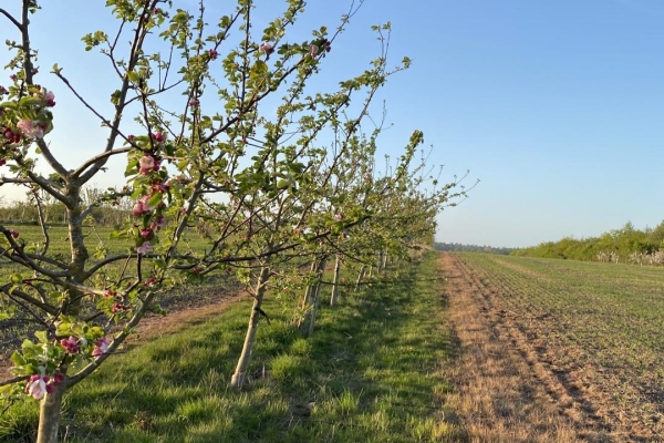 Silvo-arable agroforestry. Photo: David Rose, Farmeco. All Rights Reserved.