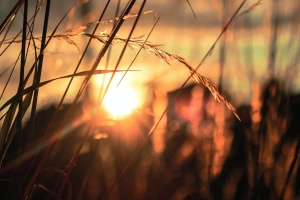 silhouetted grass blades against the sunset