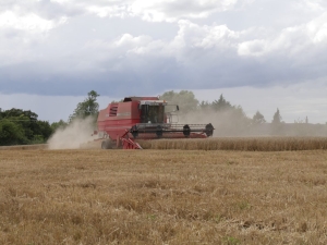 Havesting wheat