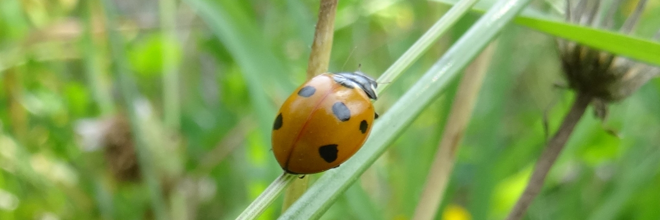Ladybird 2