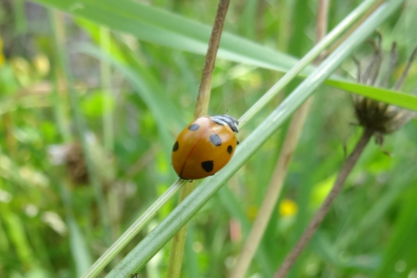 Ladybird 2