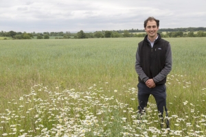 Standing in a field margin of oxeye daisies bordering a field of wheat