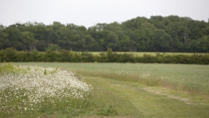 Wimpole's 6 metre wide field margins