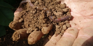 Soil and worm