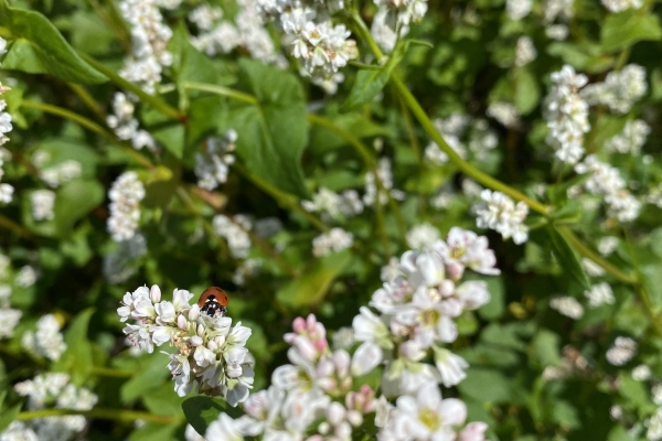 Ladybird on flowers