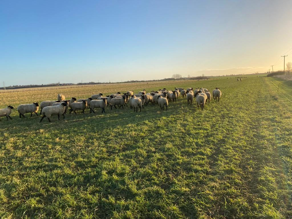 We have sheep to graze the cover crops in the winter and add fertility and biology into the soil