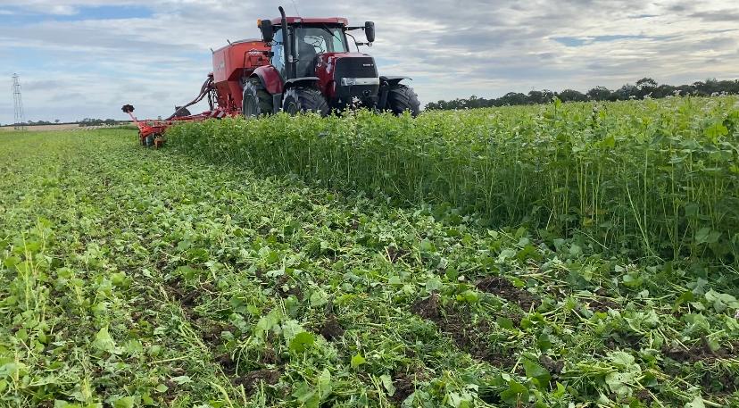Planting into a cover crop