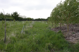 Same-willow-planted-same-time-with-and-without-mulch.-Ben-Raskin.-Eastbrook-Farm