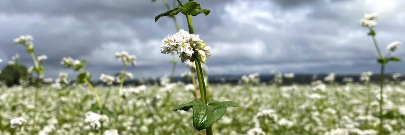 Buckwheat