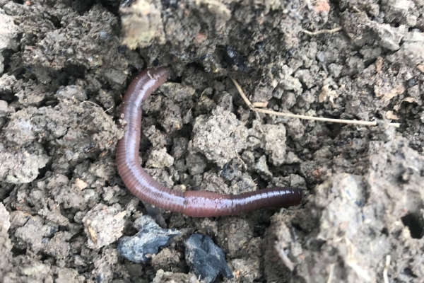Earthworm on soil surface